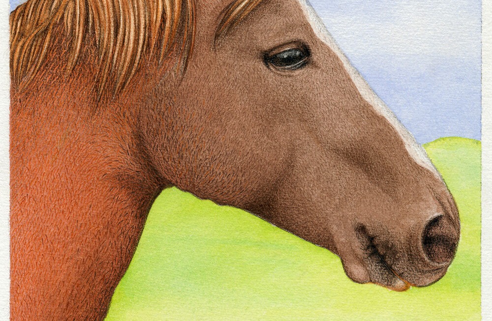Eine Aquarell- und Bleistiftzeichnung eines Pferdes